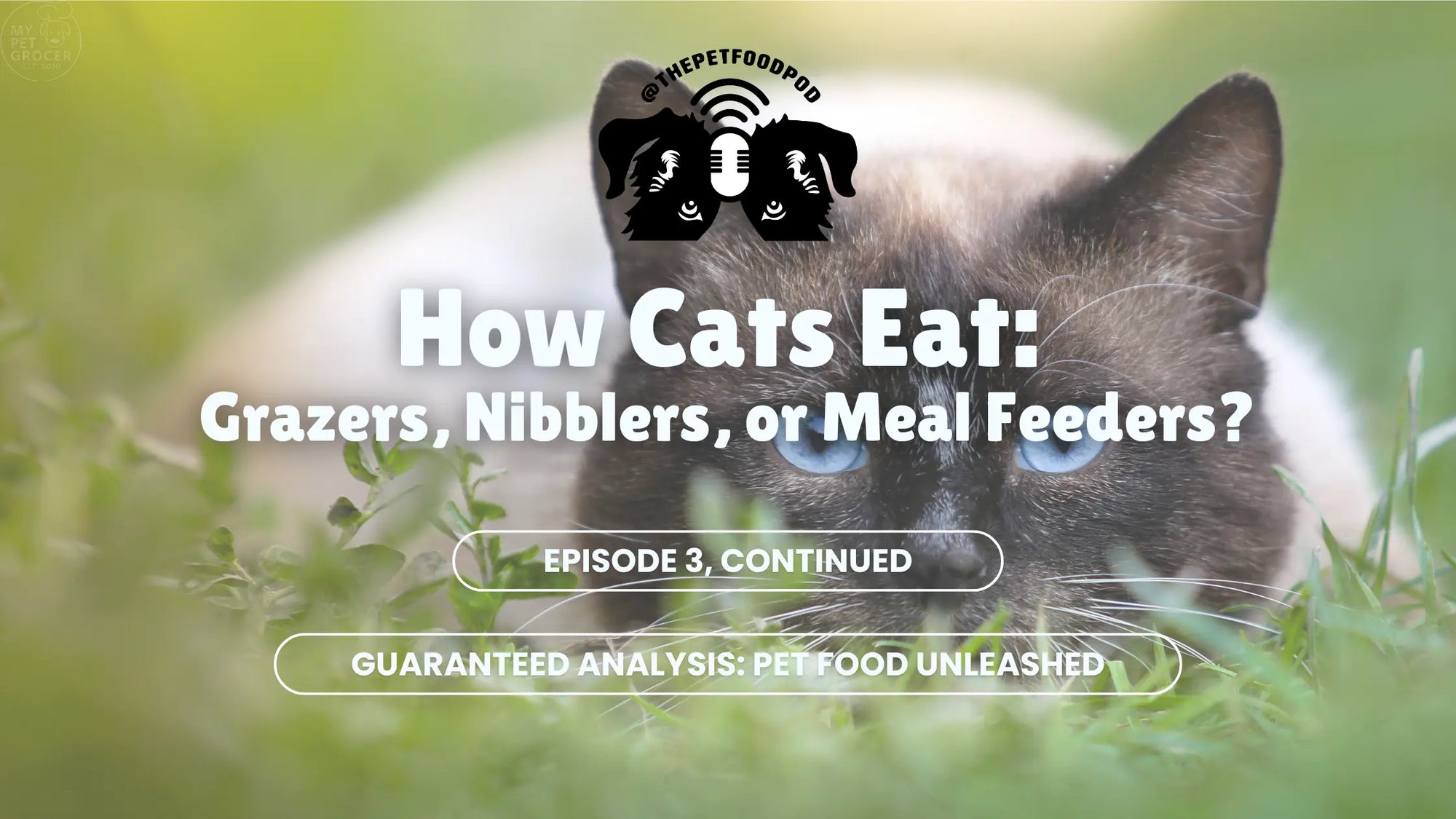 How-Cats-Eat-Grazers-Nibblers-or-Meal-Feeders mypetgrocer.com