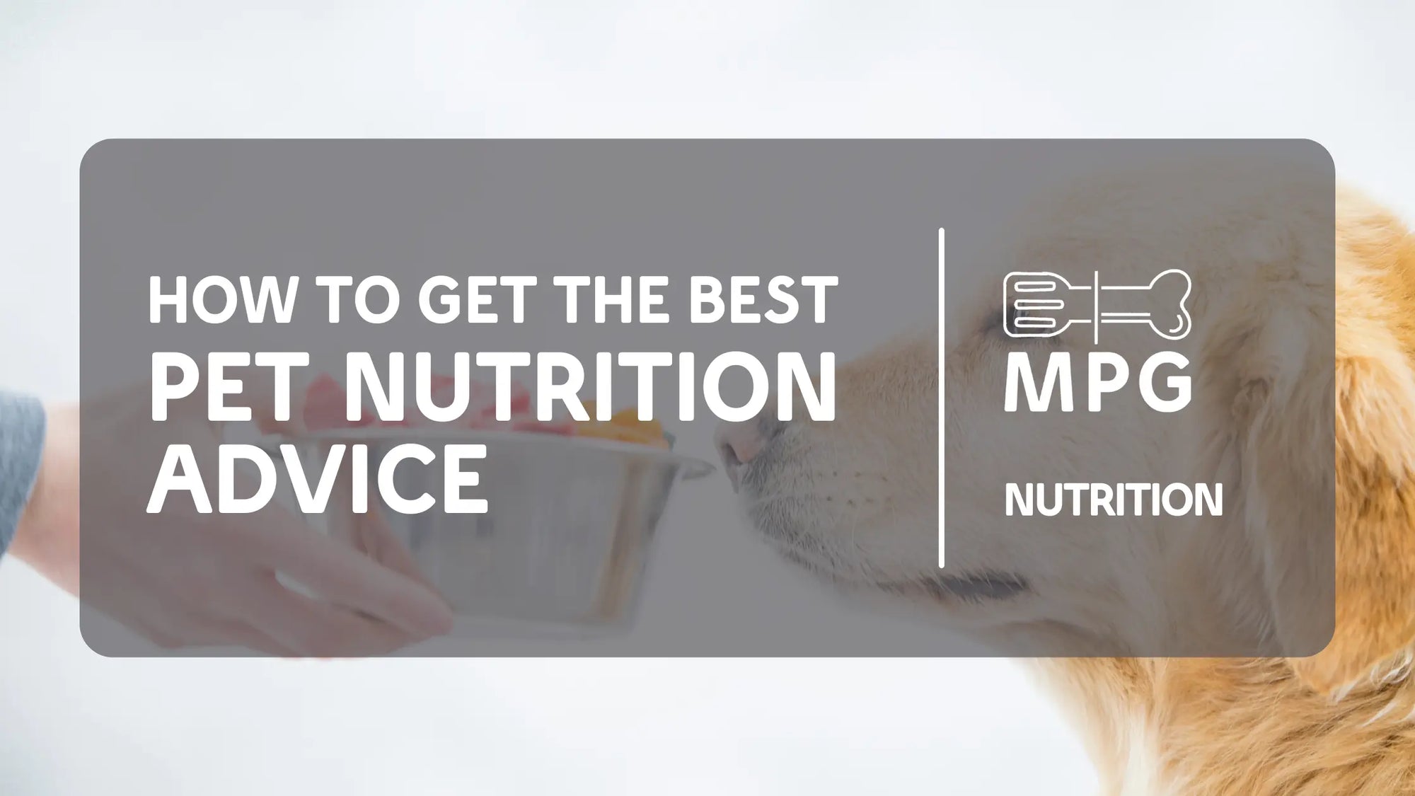 How-to-Get-the-Best-Pet-Nutrition-Advice mypetgrocer.com