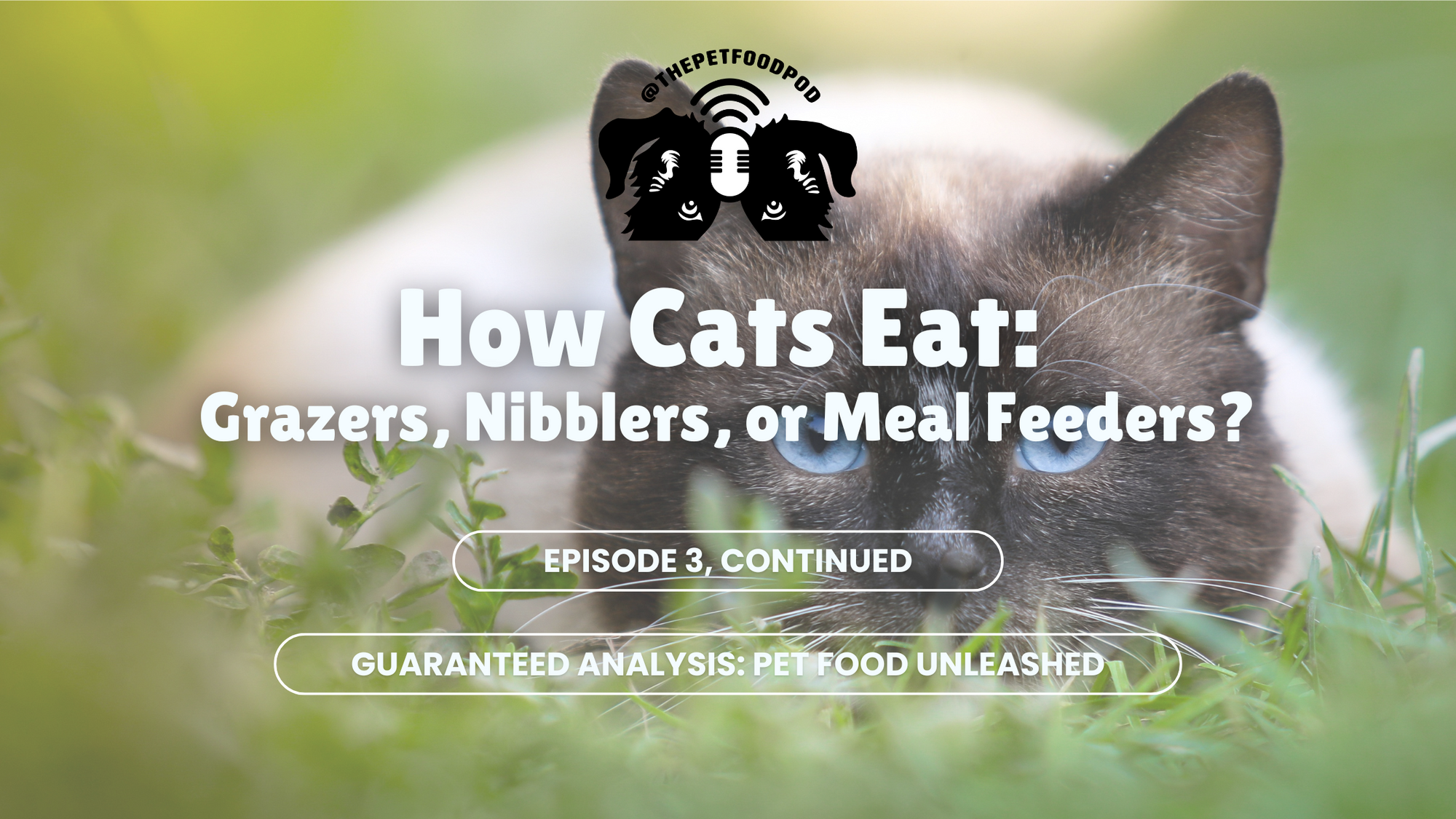 How Cats Eat: Grazers, Nibblers, or Meal Feeders?