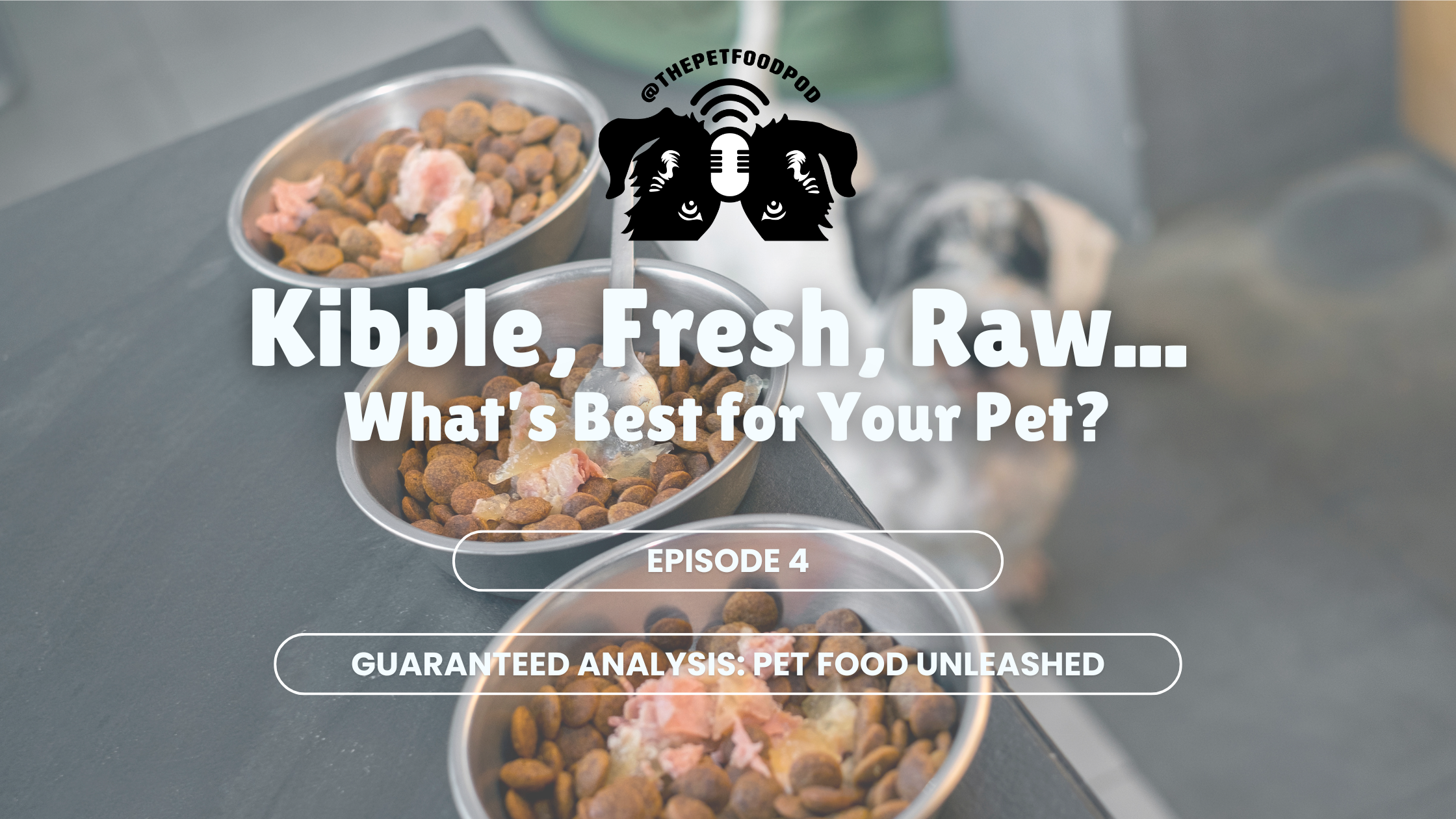 Kibble, Fresh, Raw… What’s Best for Your Pet?