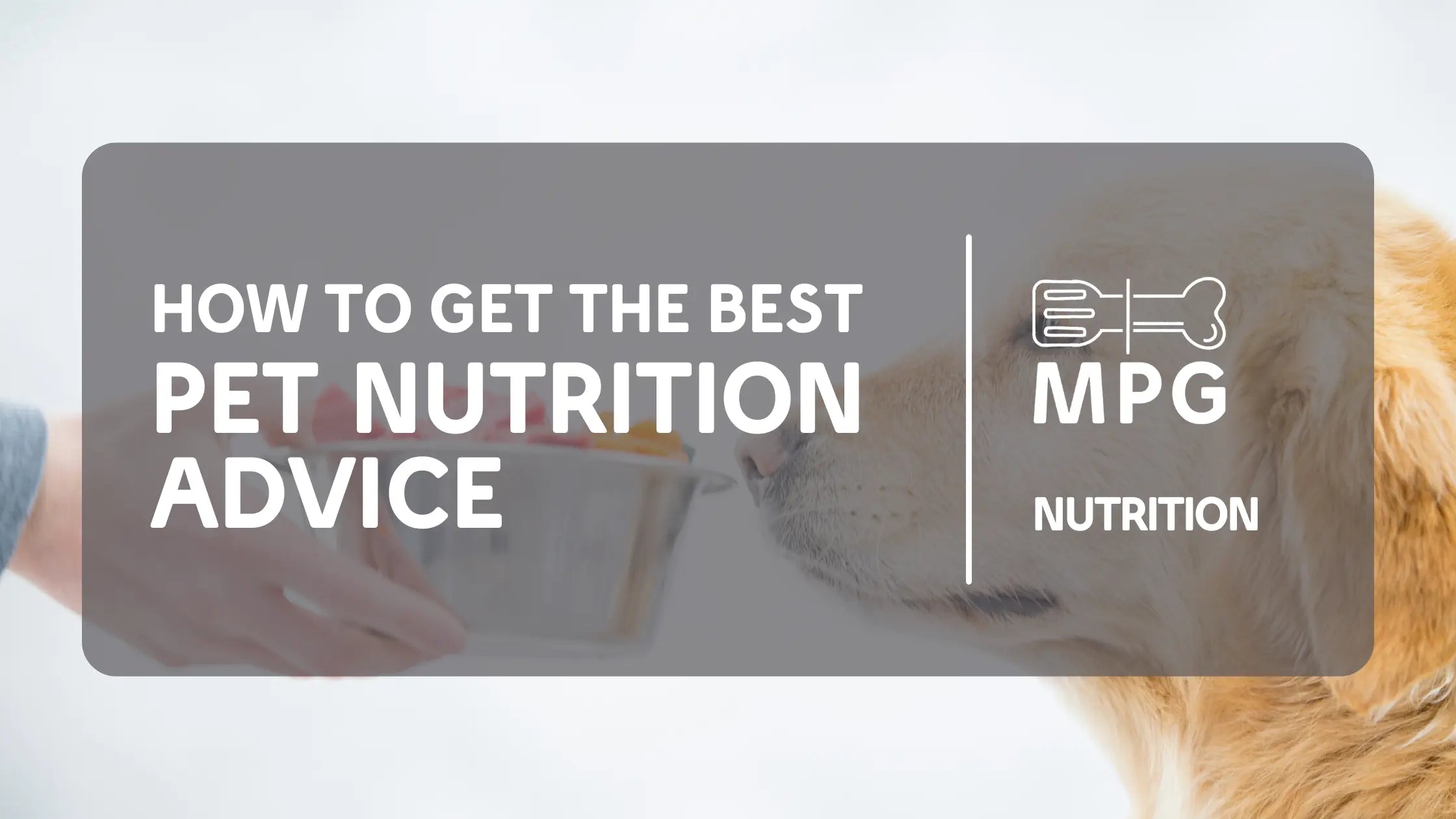 How-to-Get-the-Best-Pet-Nutrition-Advice mypetgrocer.com