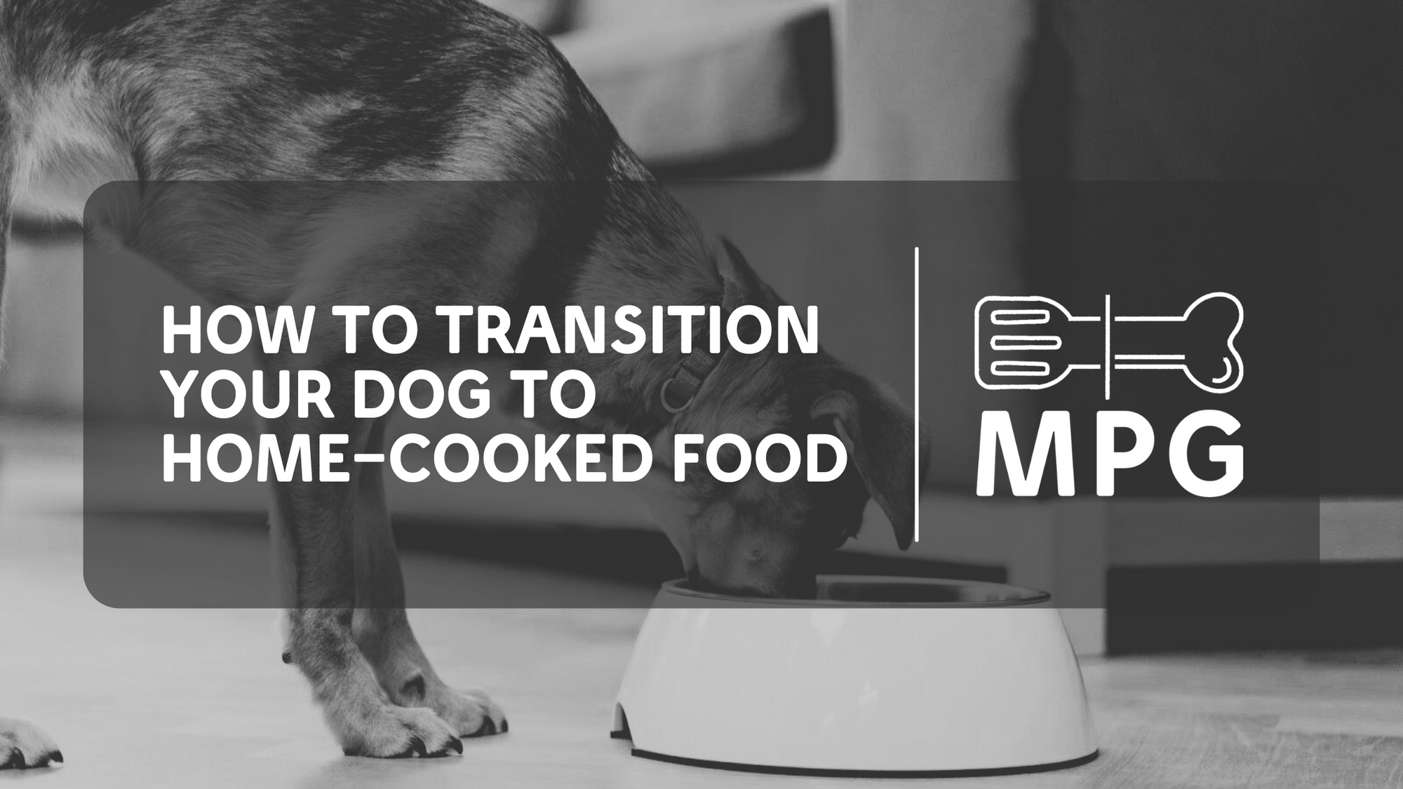 How to Transition Your Dog to Home-Cooked Food