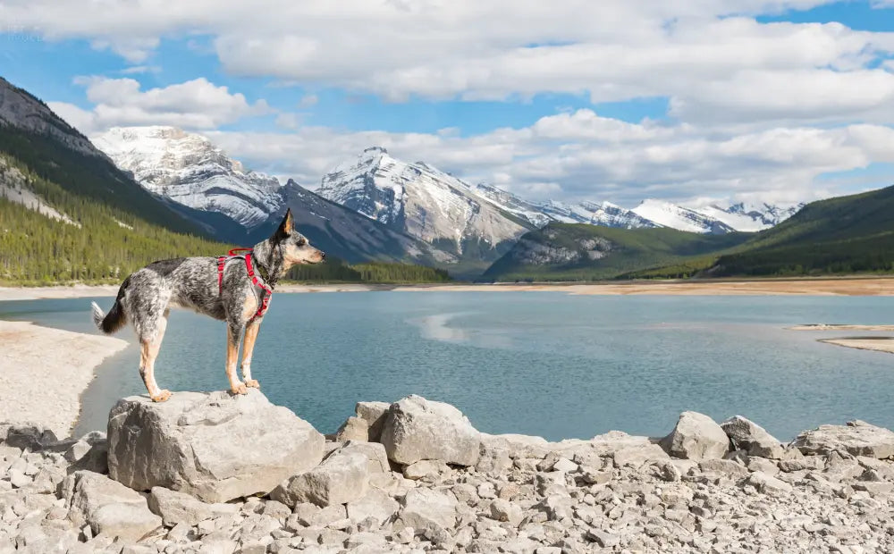 Is-My-Dog-a-Wolf-How-Evolution-Shapes-Your-Pet-s-Nutrition mypetgrocer.com