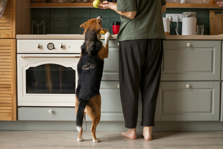 A beagle and their pet parent together in their kitchen
