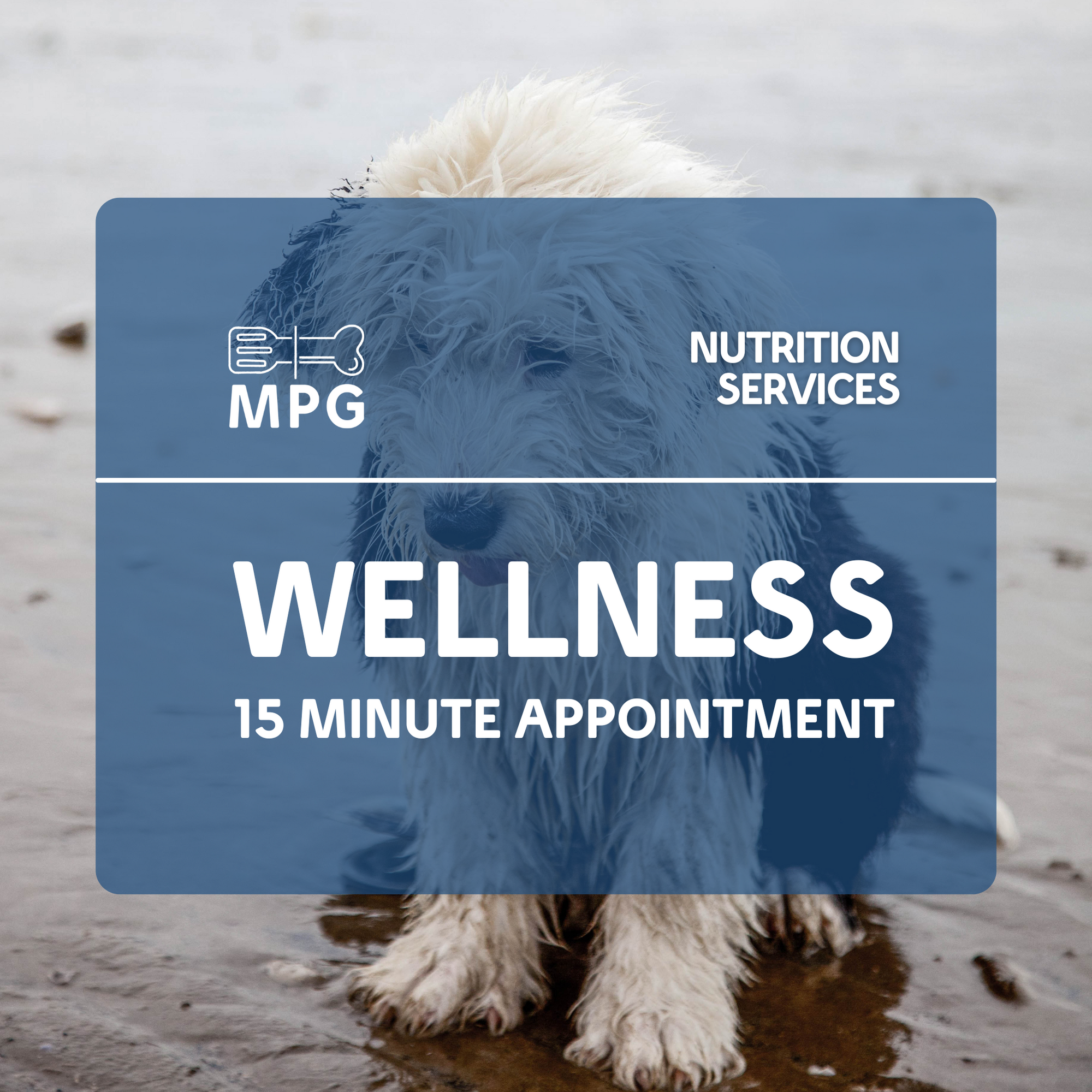 15-Minute Pet Nutrition Q&A: Get Your Burning Questions Answered!